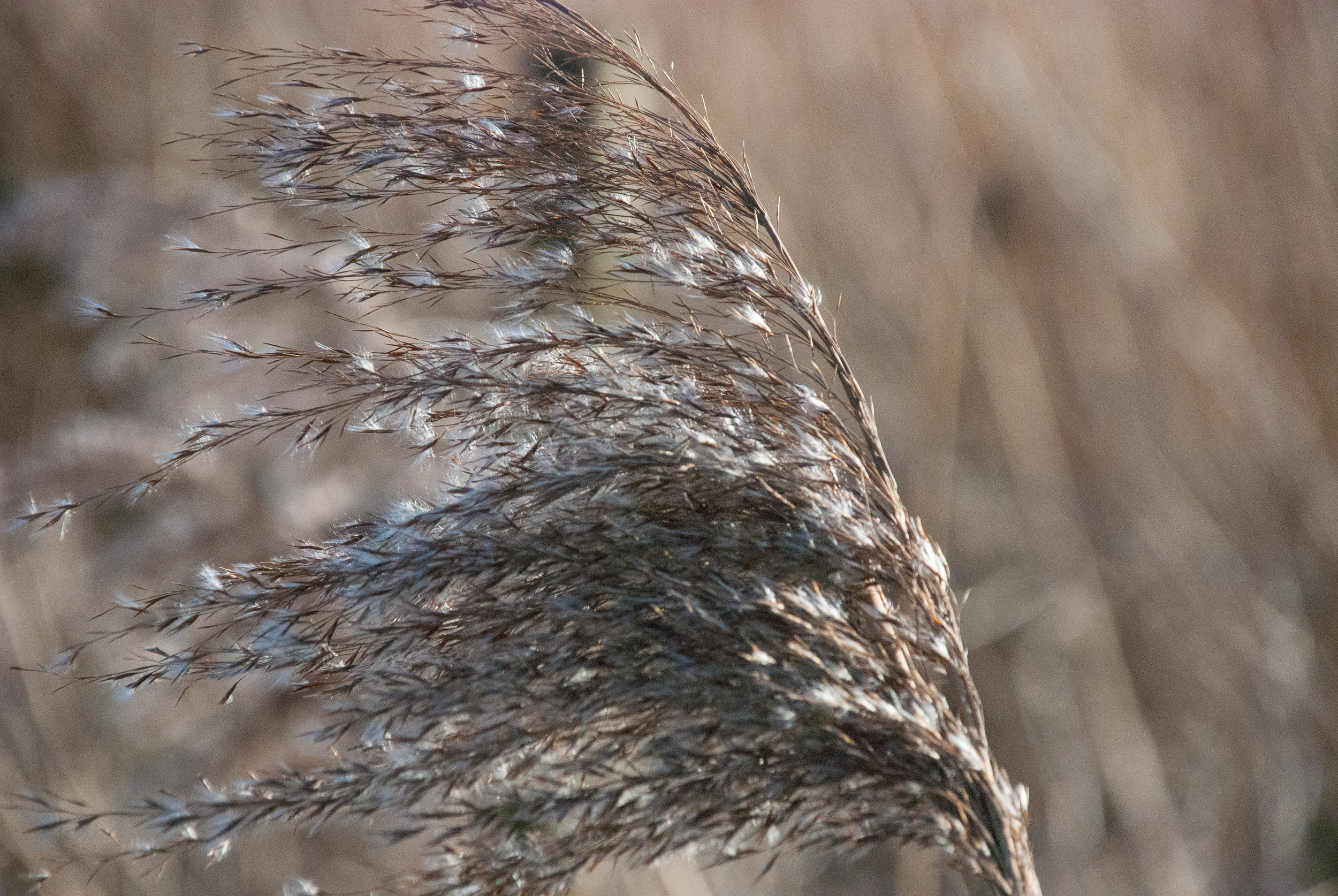 Reed seedhead in winter Helen Terry Wicken Fen.jpg