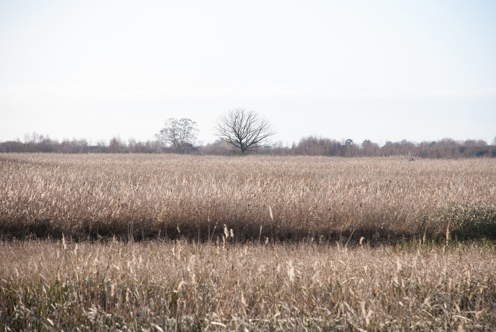 Reedbeds Helen Terry Wicken Fen.jpg