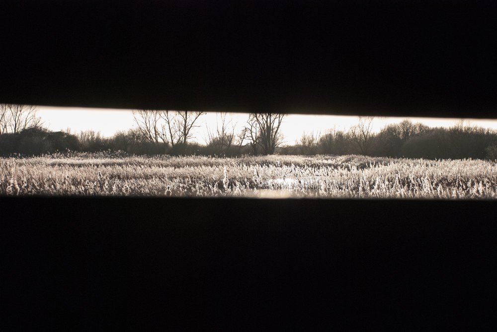 Reedbed from East Mere Hide Helen Terry Wicken Fen-2.jpg