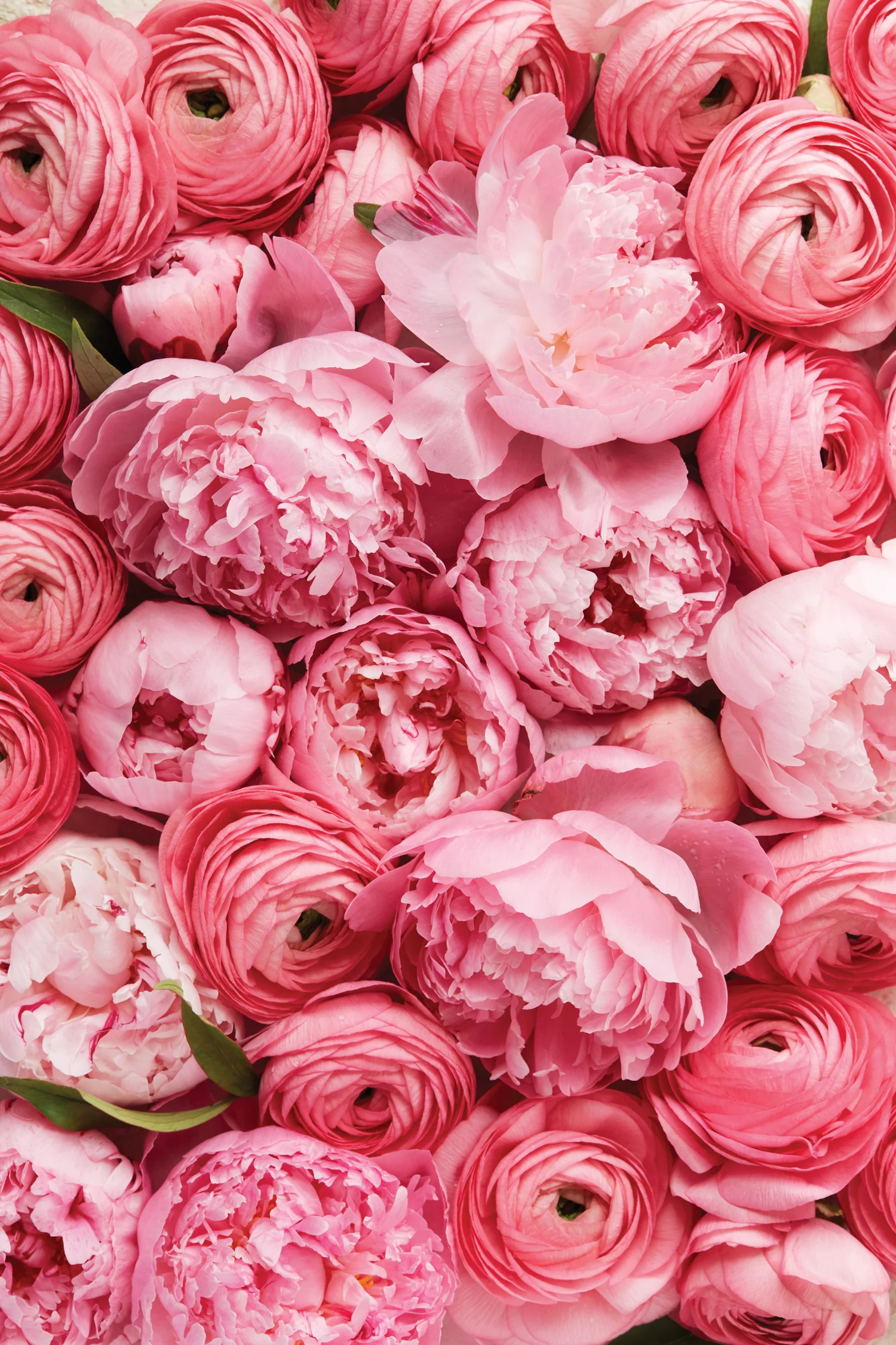 tyllie_barbosa_melanie_francis_peonies.jpg