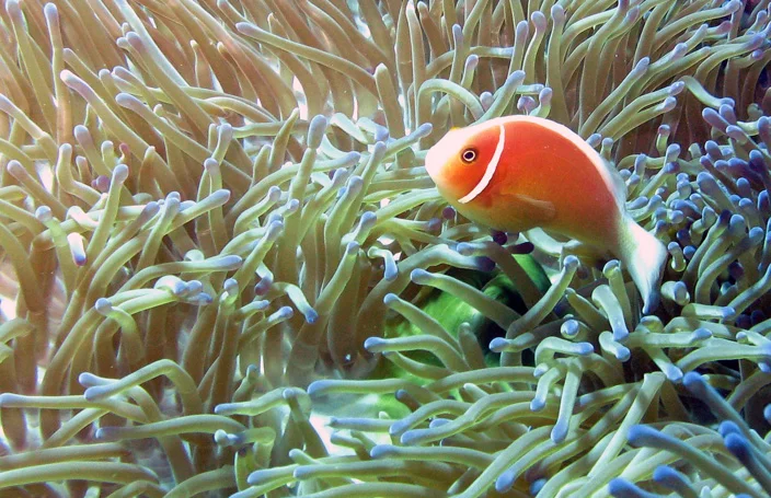 Skunk Anemonefish - Amphiprion perideraion
