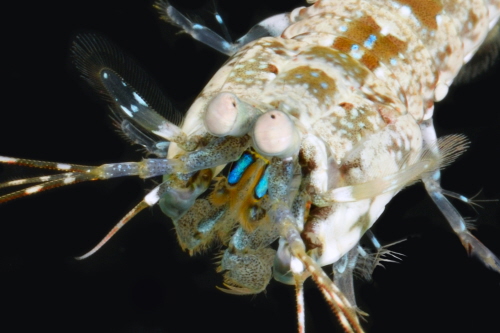 Image credit: Roy Caldwell, University of California, Berkeley