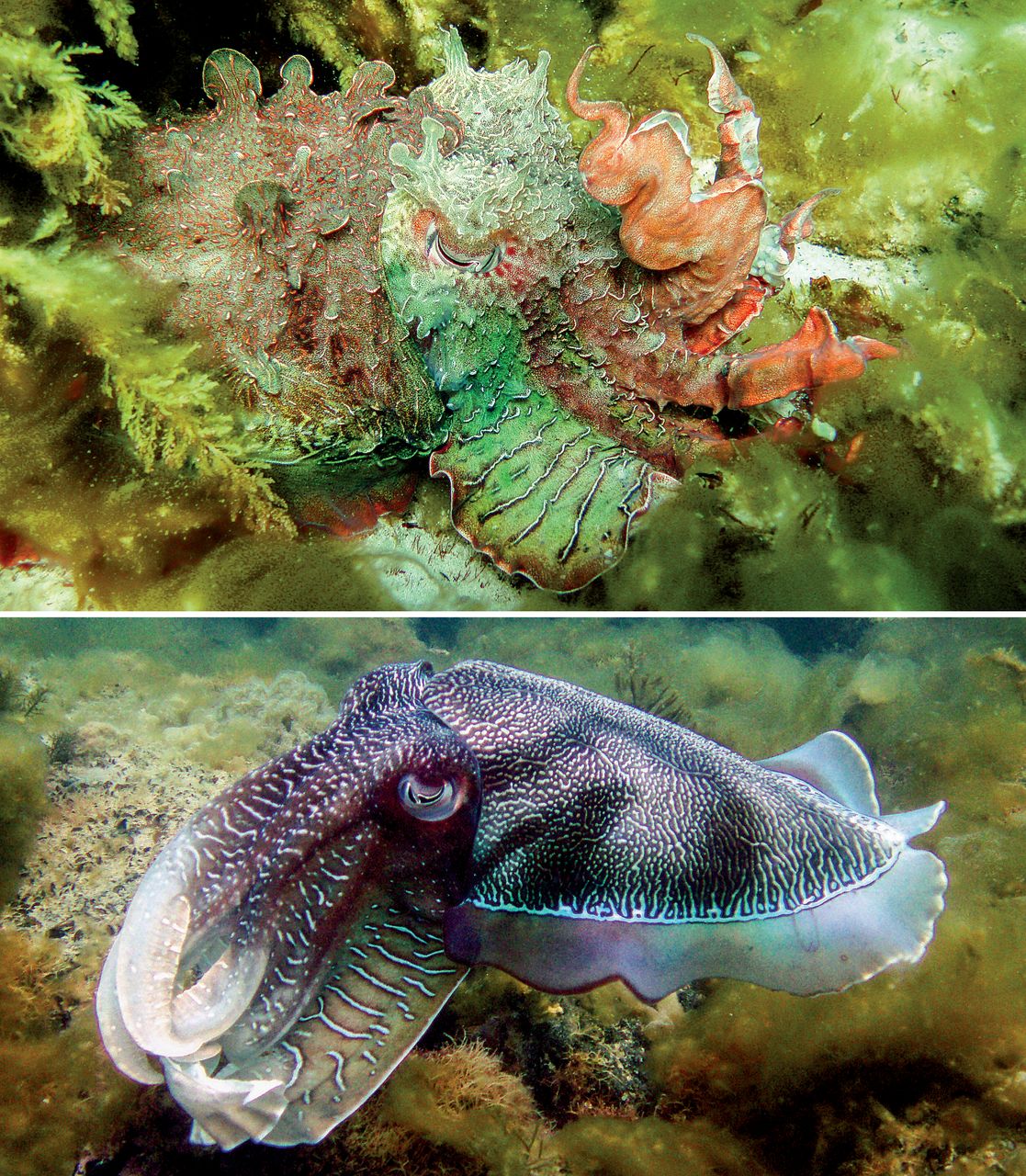 Photo by Justin Marshall (c) Spectacular changes to color and morphology in a cuttlefish. Color can conceal or reveal. The giant Australian cuttlefish ( Sepia apama ) alters the relative size of its pigment-bearing chromatophores and warps its muscular skin to switch between camouflage mode (top) and communication mode (bottom) in under a second.