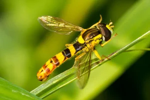 Hoverfly - Sphaerophoria scripta photo Karl Wotton