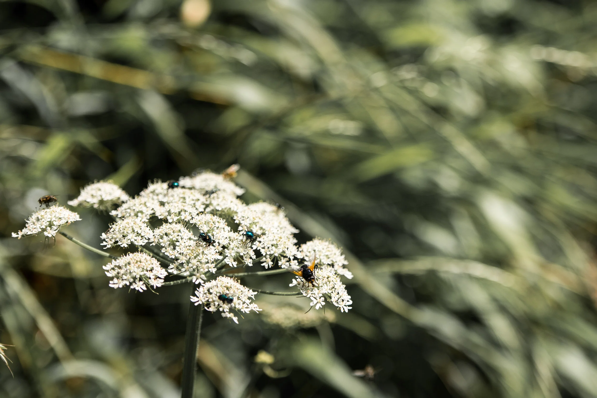 DSC_1532.jpg