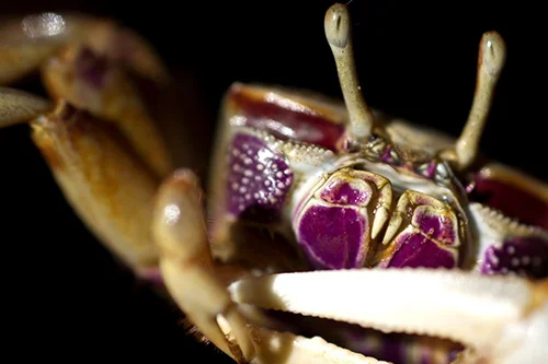 kate crab.jpg