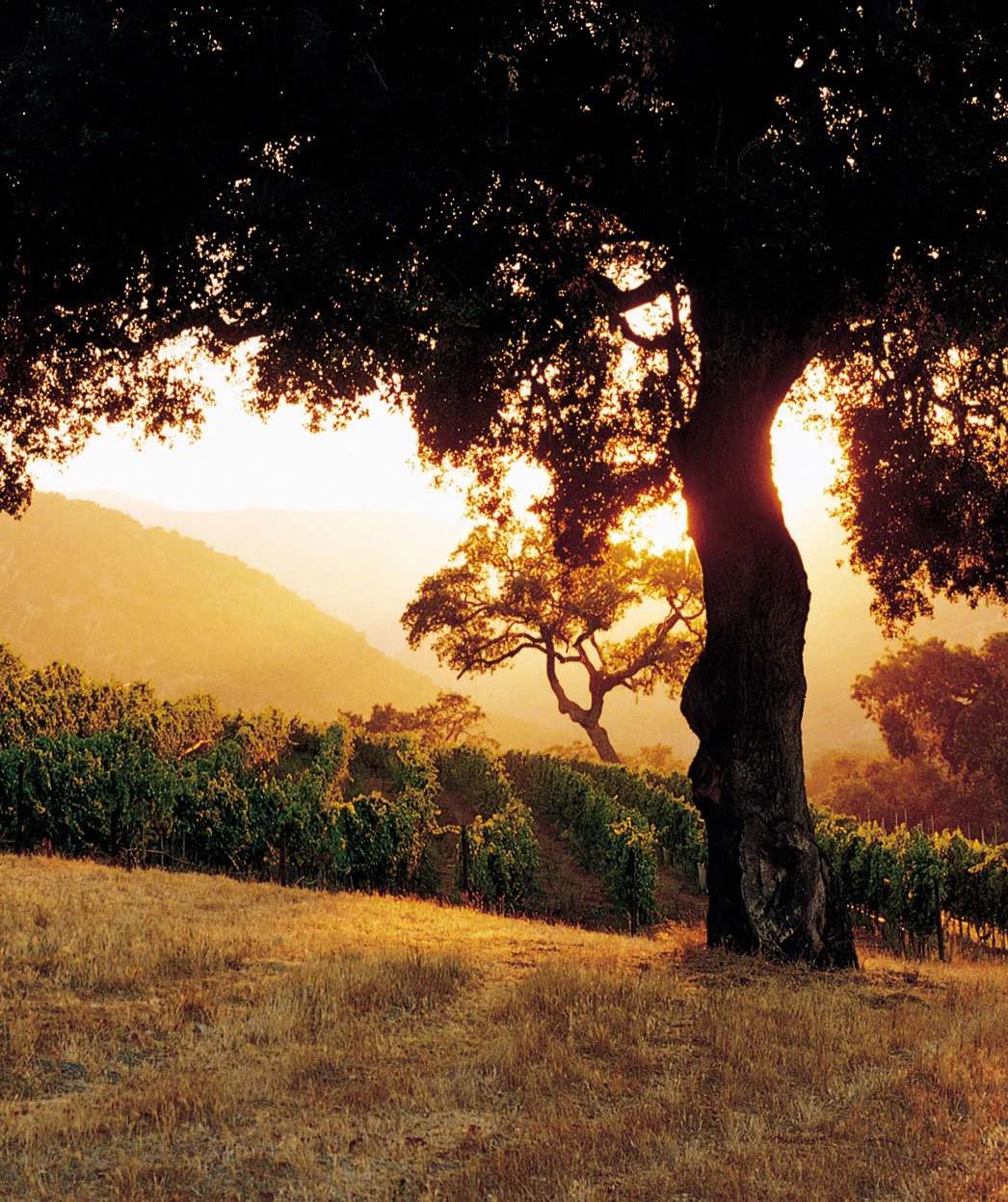 sunset_oak.jpg