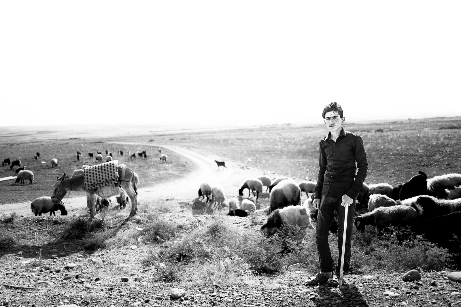 A young shepard in the desert between Erbil and Dohuk