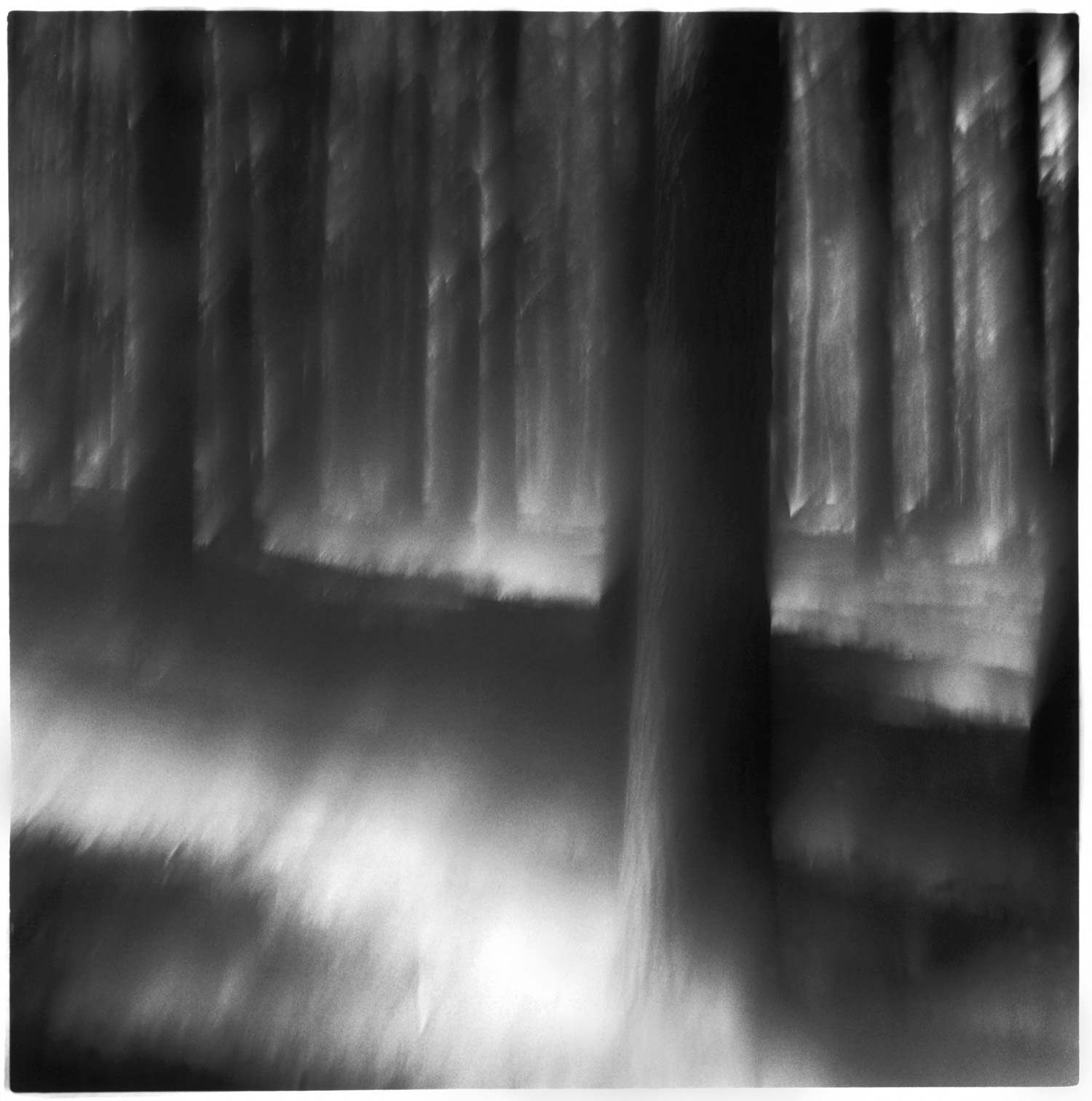 LIGHT IN THE FOREST, web.jpg