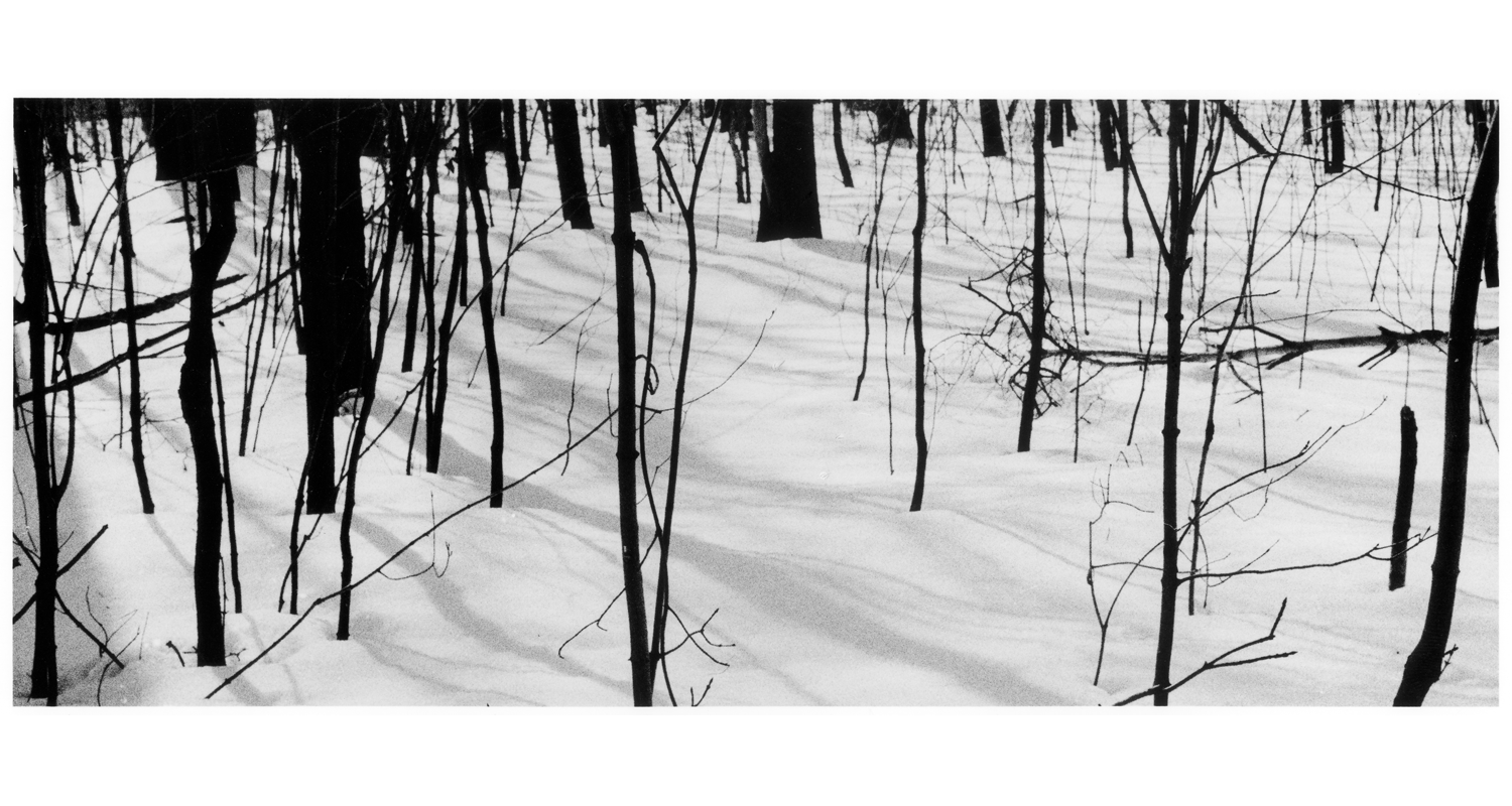 TREES IN THE SNOW, web.png