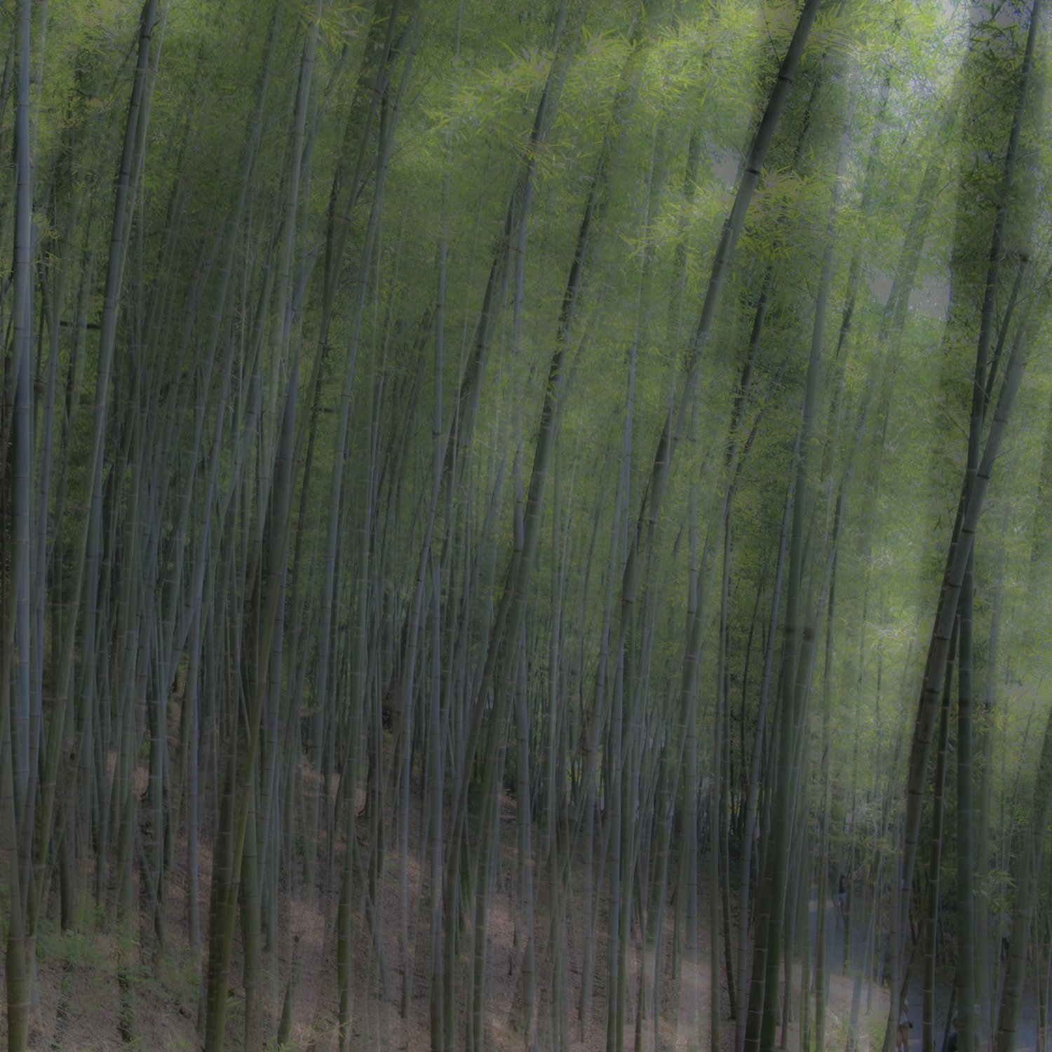 BAMBOO FOREST, web.jpg