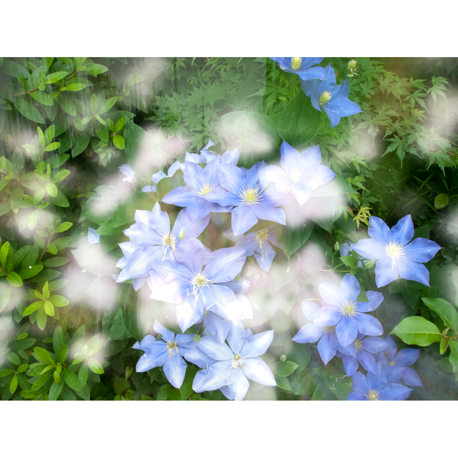 JAPANESE FLOWERS, web.png