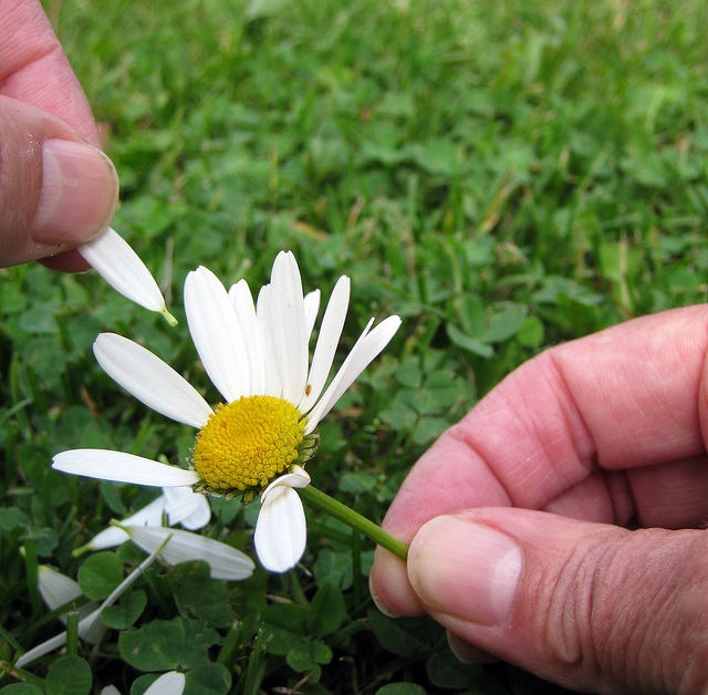 LOVES ME, LOVES ME NOT BY KATE TER HAAR CREATIVE COMMONS FLICKR