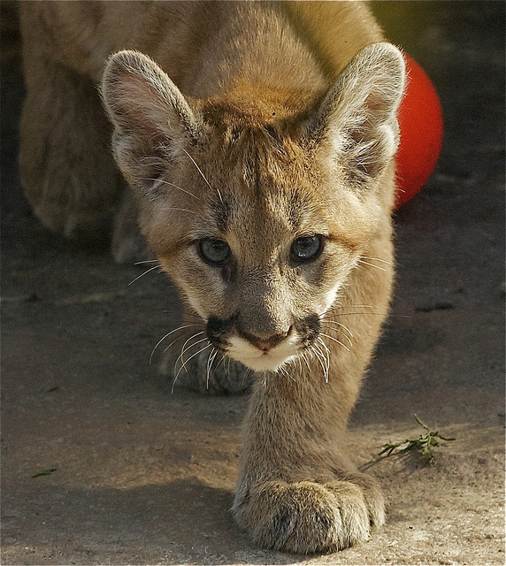 BIG SCARY STALKER BY VALERIE CREATIVE COMMONS FLICKR.
