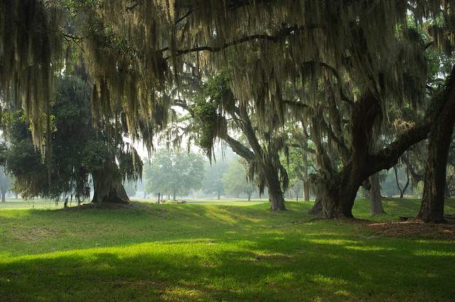 TREESBY RALPH DAILY CREATIVE COMMONS FLICKR