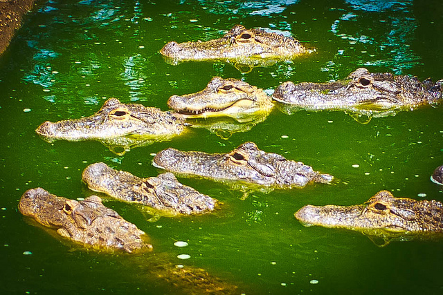 ALLIGATORSby Extra Zebra Creative Commons Flickr