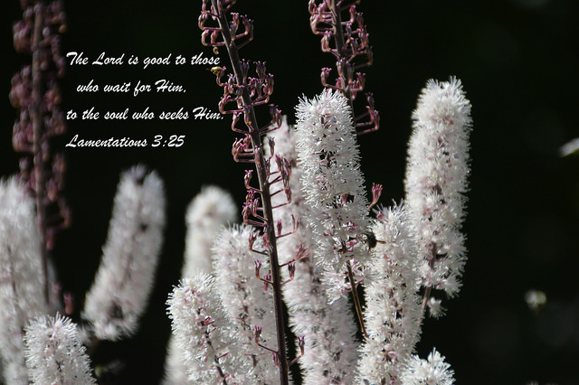 LAMENTATIONS 3:35 BY SAPPHIRE DREAM PHOTOGRAPHS CREATIVE COMMONS FLICKR