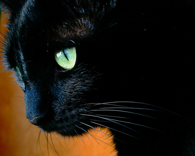 BLACK CAT BY PETER LIU HOTOGRAPHY CREATIVE COMMONSFLICKR.COM