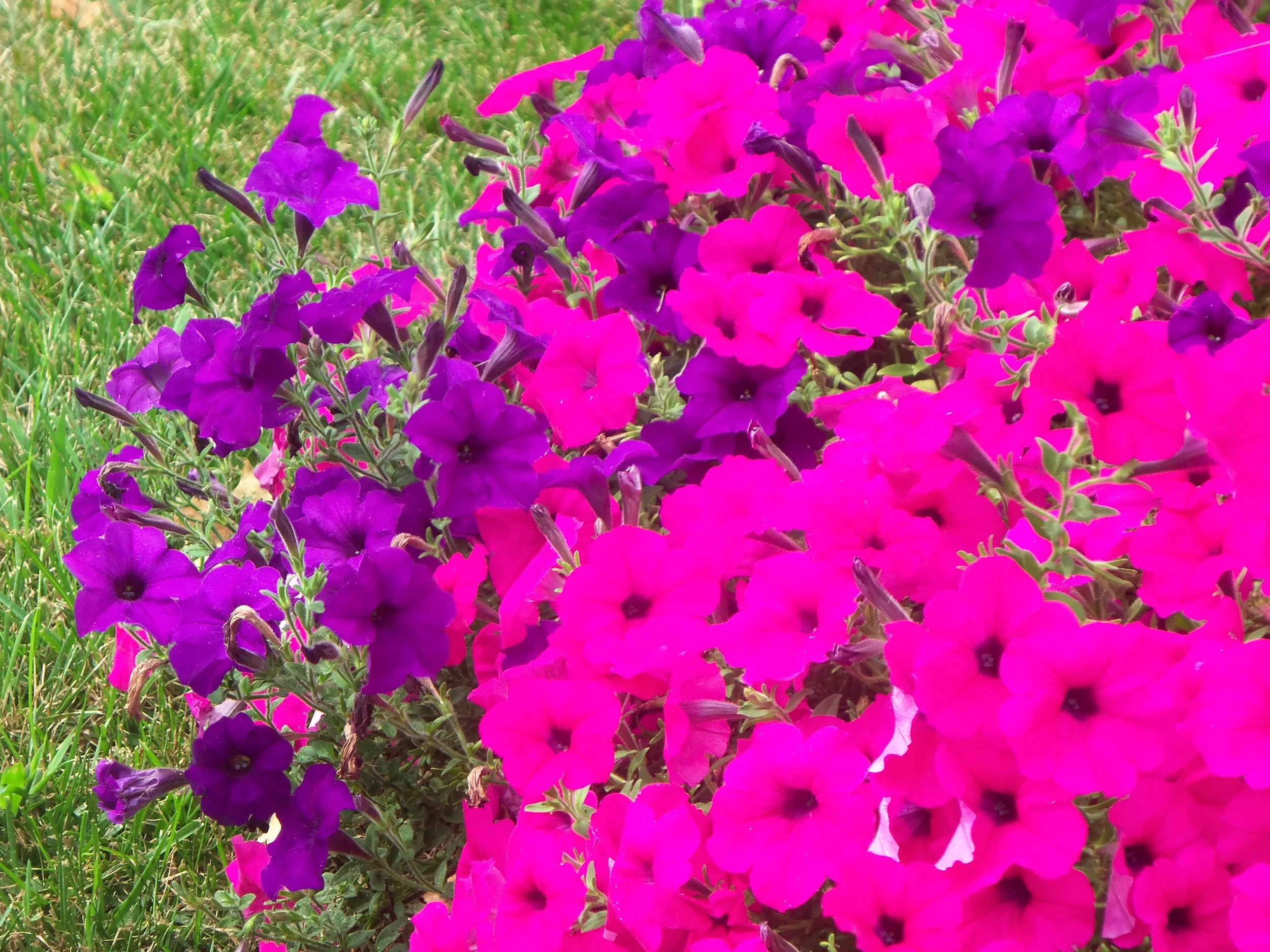 MY FAVORITE FLOWERS ARE HOT PINK & PURPLE PETUNIAS TOGETHER