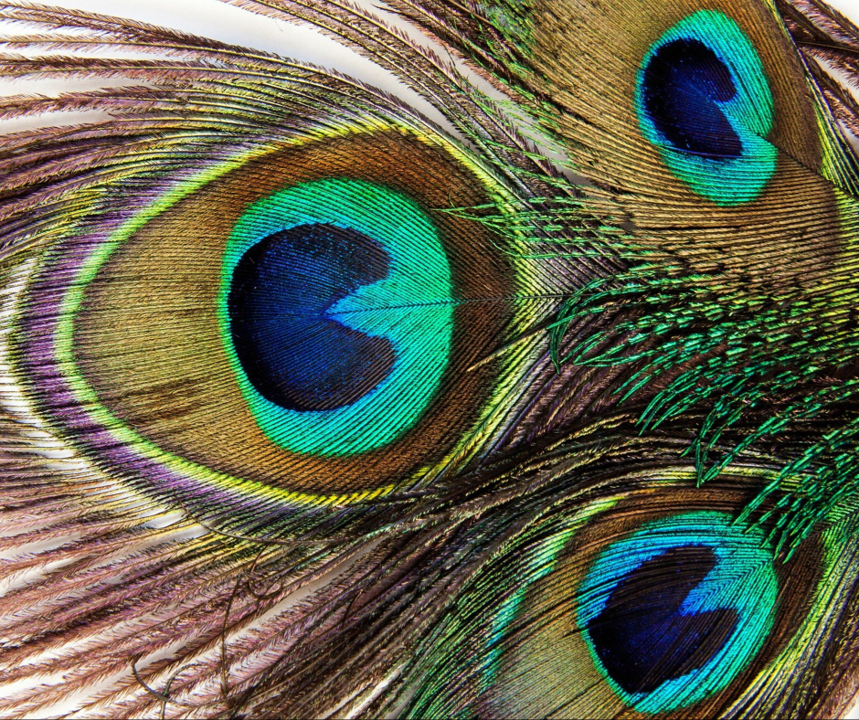 EYES THAT LOOK LIKE PEACOCK FEATHERS ARE THE SAME EYES ALL OVER THE 4 SERAPHIM CREATURE’S WITH FACES OF AN OX, LION, EAGLE, & MAN AND THREE PAIRS OF WINGS WHO SIT AROUND THE THRONE OF GOD SAYING, “HOLY, HOLY, HOLY IS THE LORD GOD ALMIGHTY YESTERDAY, TODAY & FOREVER!!”