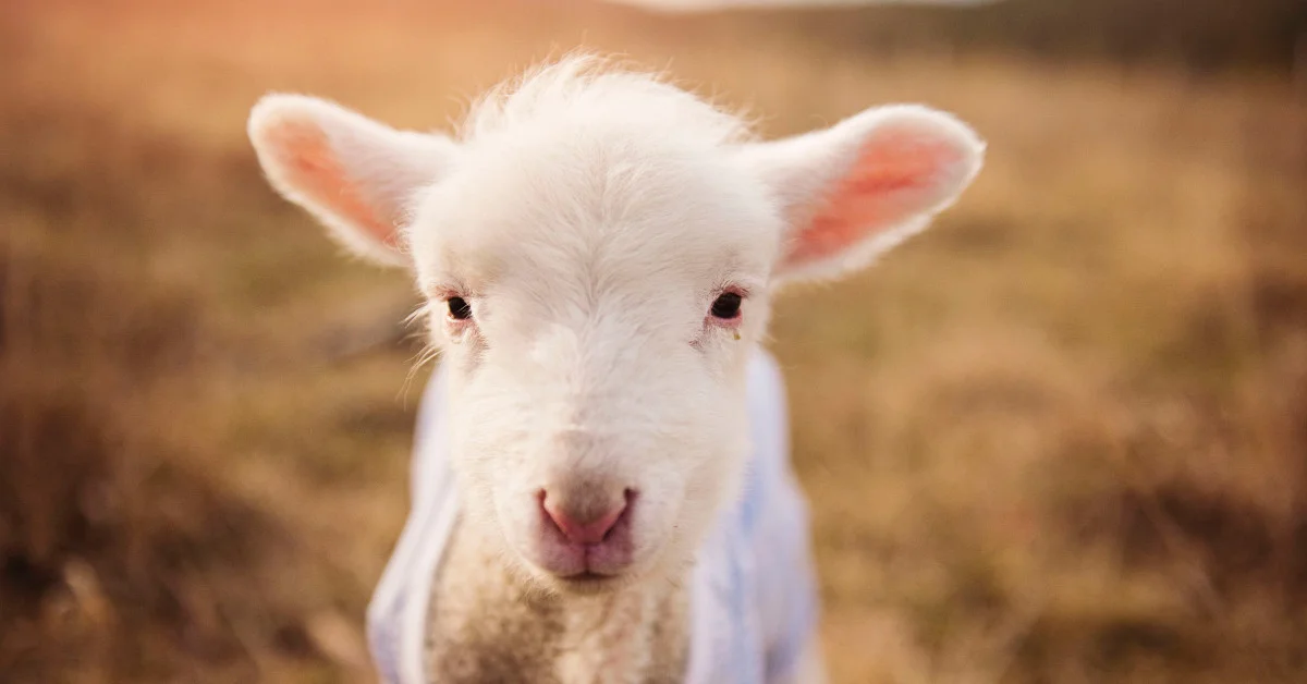 JESUS WAS CALLED THE LAMB OF GOD BECAUSE HE WAS THE ONLY PERFECT RIGHTEOUS MAN WHO QUALIFIED TO SUFFER AND DIE FOR OUR SINS SO WE CAN BE CLEANSED AND CLEAN FOR HEAVEN.