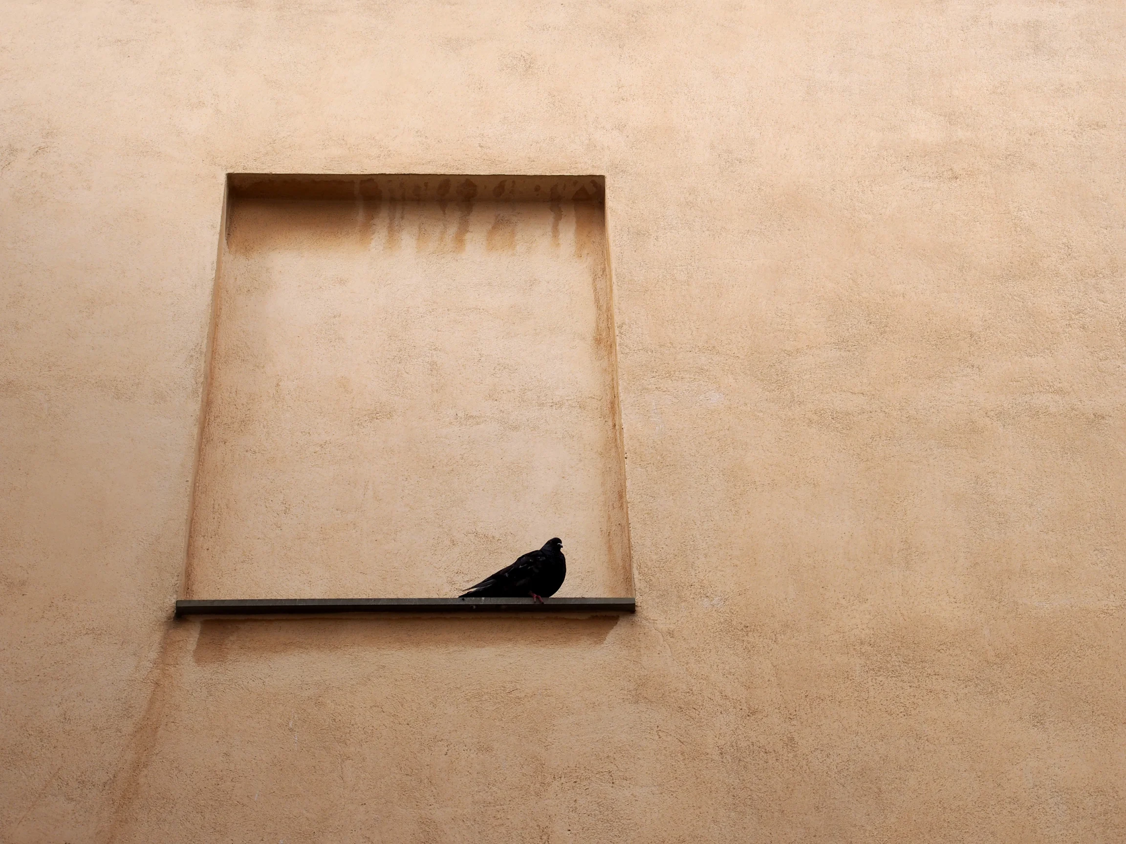 Pigeon Perch