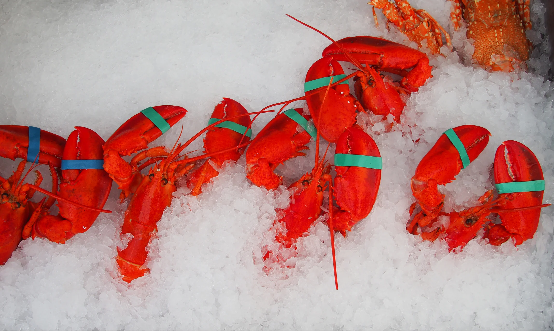 Lobster Dance