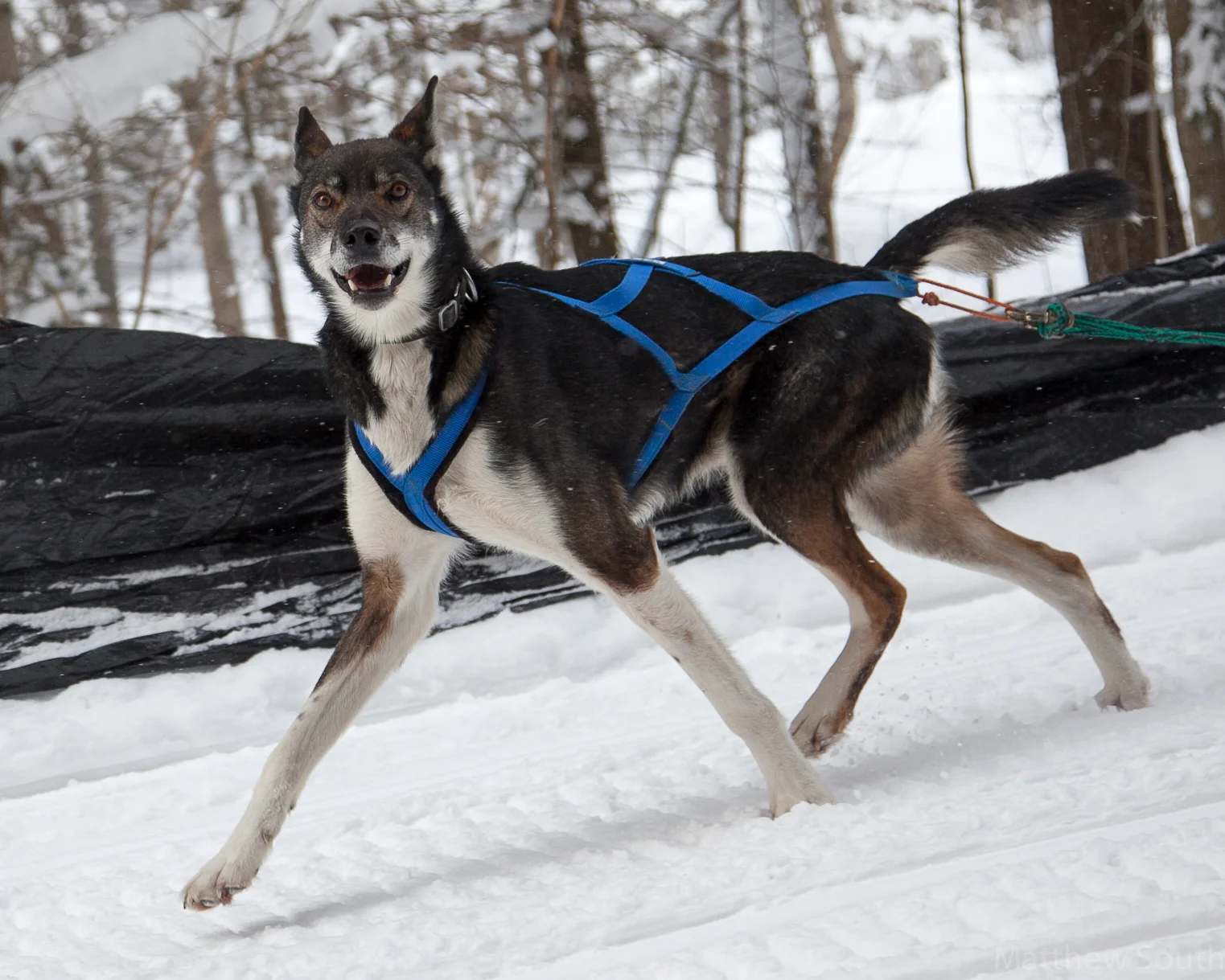 sled dog line