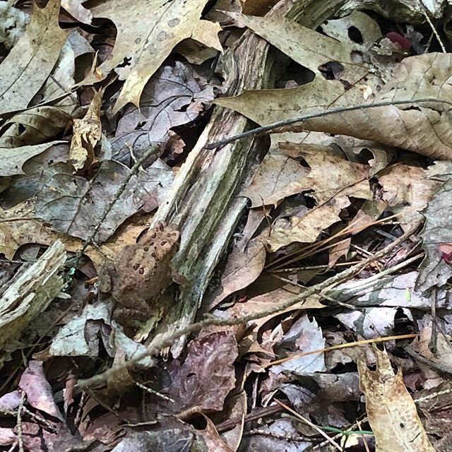 Can you spot the forest friend in this picture? It took me a moment to find it again, and I was the one who took it. 🐸