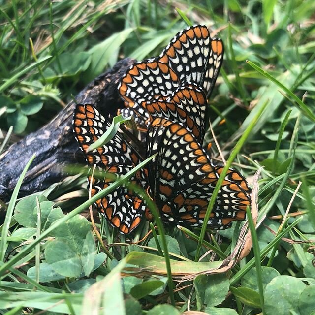 Wow. Exactly fitting in these extreme times to stumble upon the beauty of multiple kaleidoscopes of butterflies...only on closer inspection to find that it was piles of dog poop they were congregating on. I looked up the species, and apparently their
