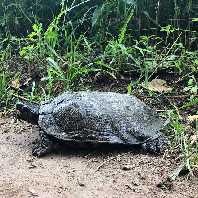 Guys, I don&rsquo;t want to brag, but I&rsquo;m making *a lot* of new friends upstate! A Wood turtle, Eastern red-spotted newt, common whitetail dragonfly (only the males have white tails. This little lady I rescued from inside the house) and of cour