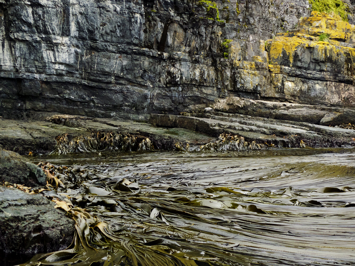 01_MedusaKelp_HerculesBay_P1030826.jpg