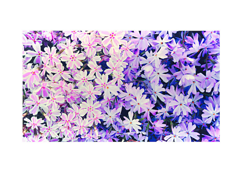 Flower Mandala 03