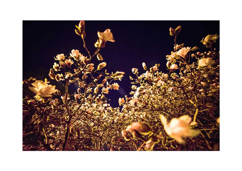 Evening Blossoms 01