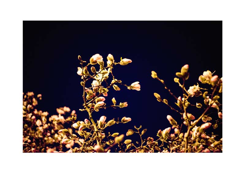 Evening Blossoms 02
