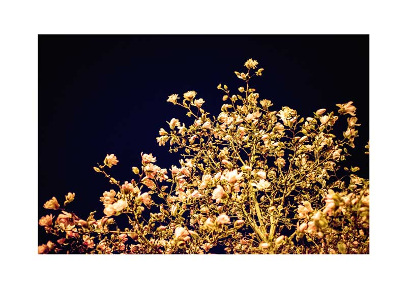 Evening Blossoms 03