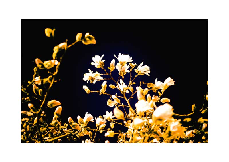 Evening Blossoms 04