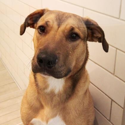 This baby just want you to take him home! Photo courtesy of SF SPCA