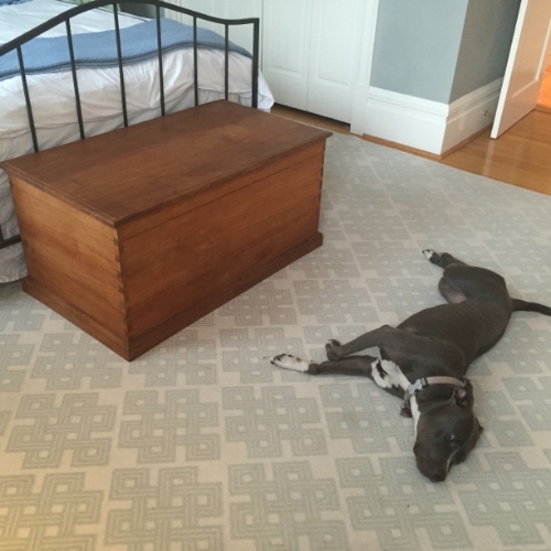 Chest and bed both inherited, photobombing dog is all ours.