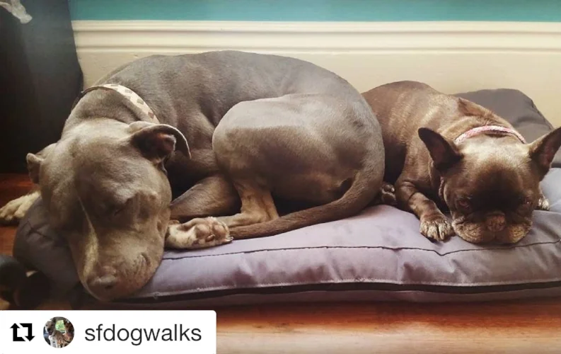 Photo courtesy of dogwalks.com