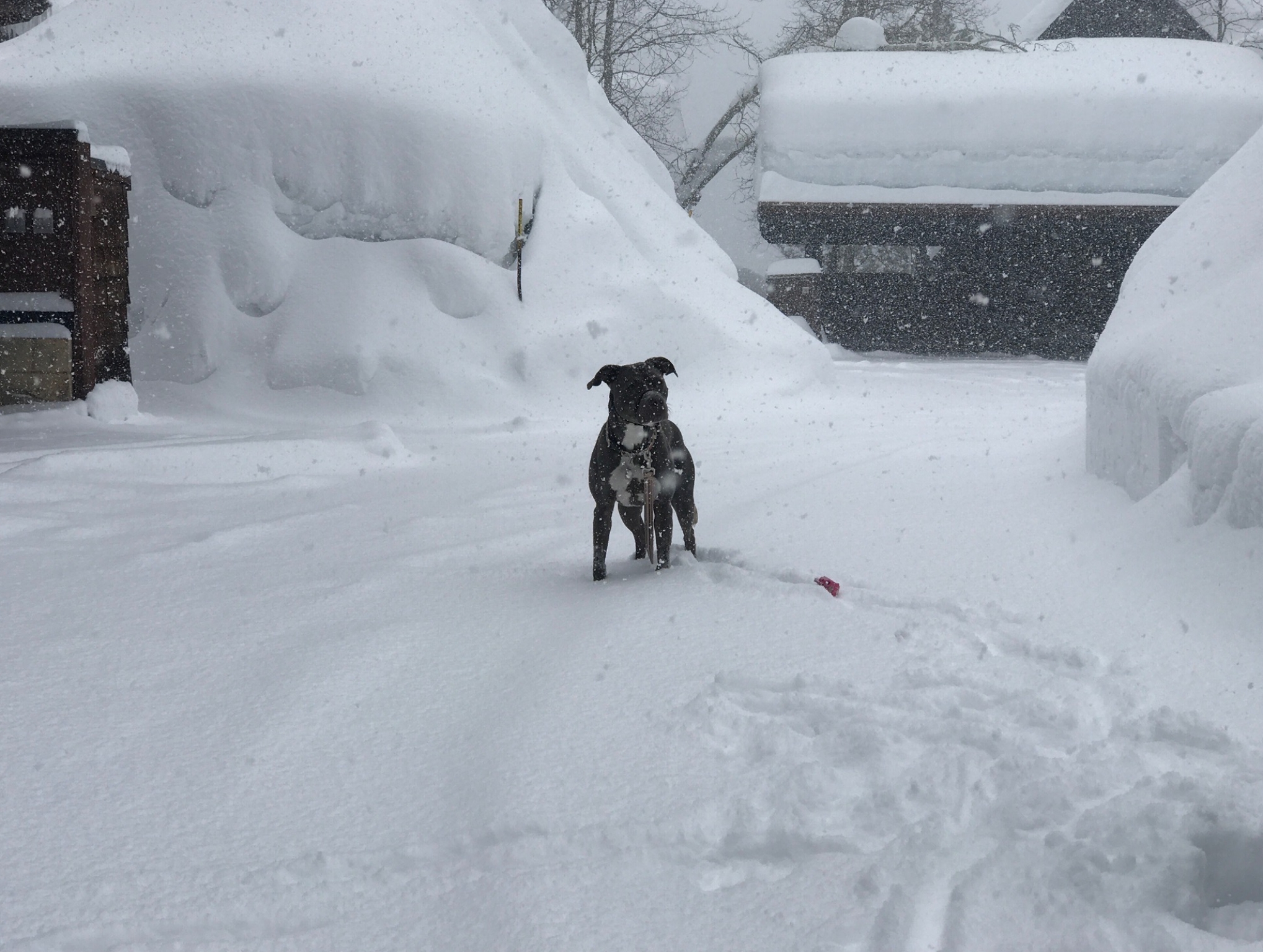Petunia checks out the fluffy white stuff on Day 1 of the storm... and yes, those giant banks from this crazy snow year are taller than a person!