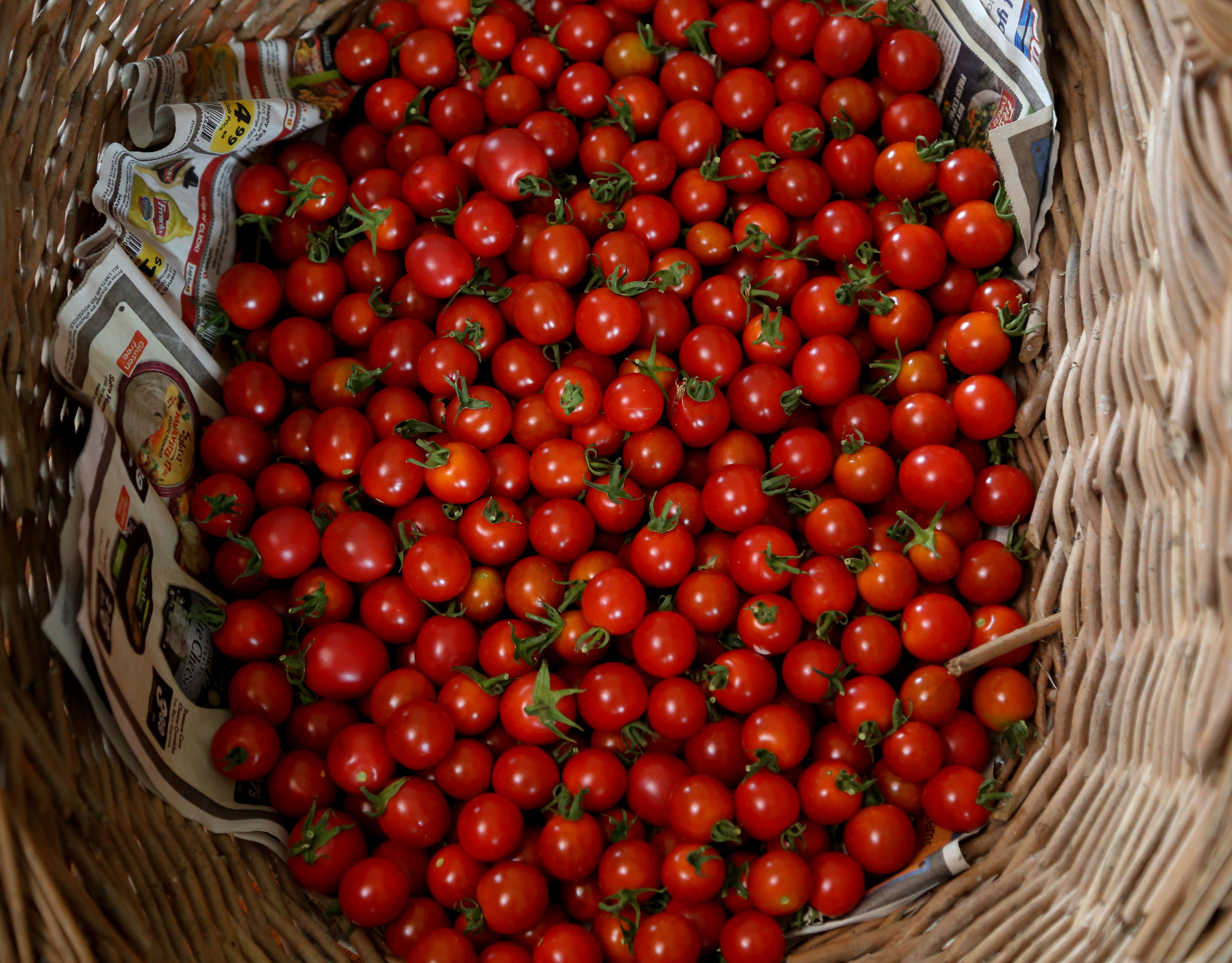 Summer farm program: cherry toms