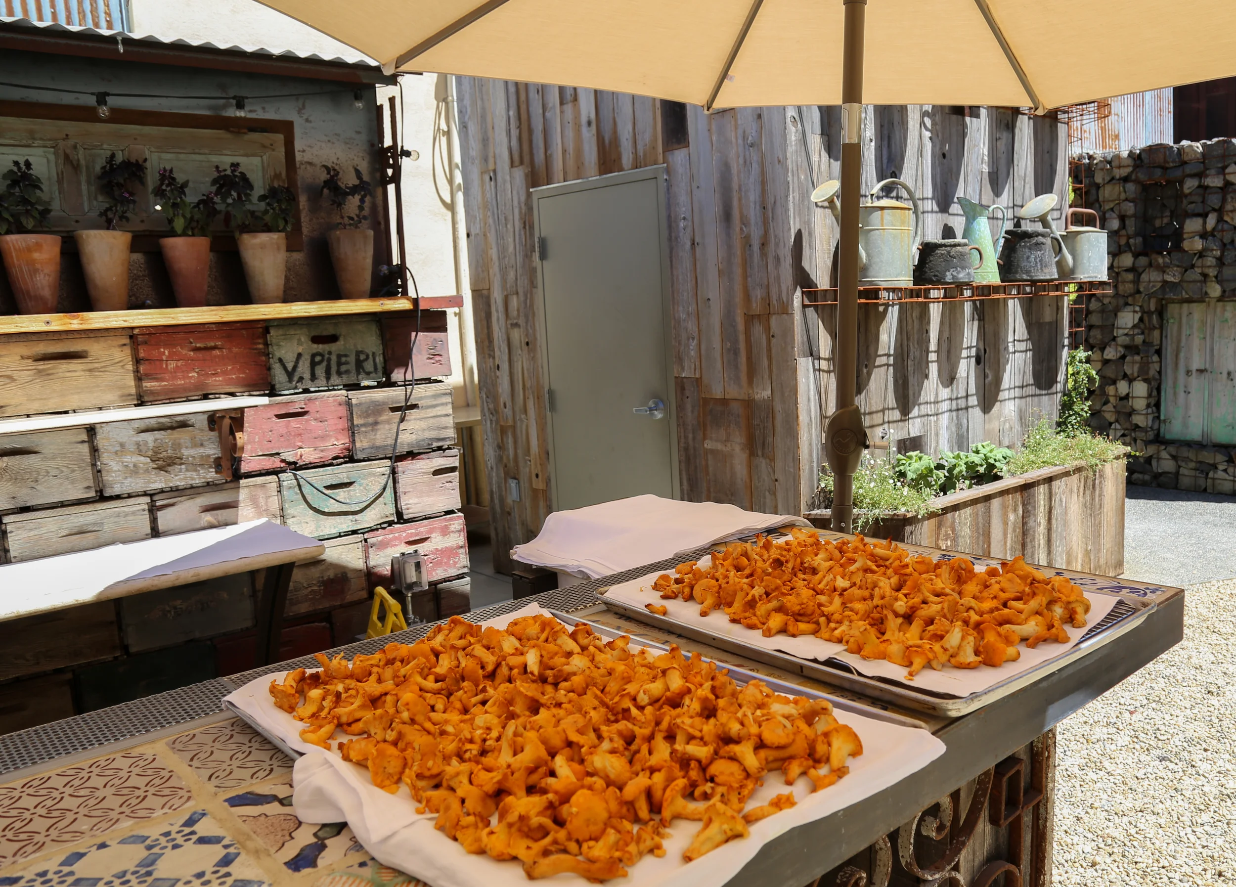 Chanterelles drying on the gallery bar
