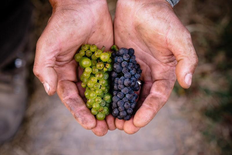 small vines harvest  february .jpg