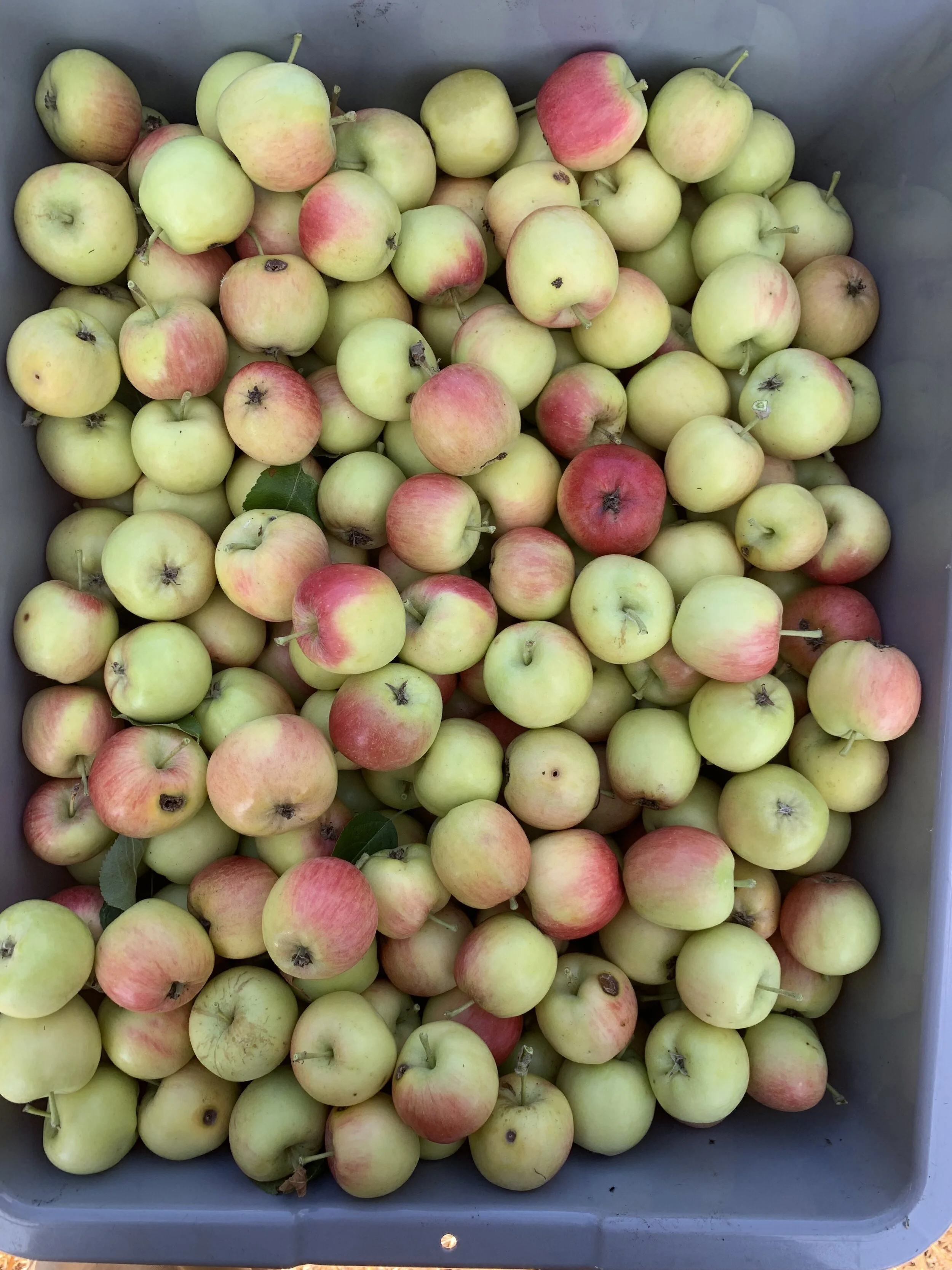 BD farm apples show up on the autumn menu with cider vinegar vinaigrettes, savory gastriques, jams, syrup, and baked in pies