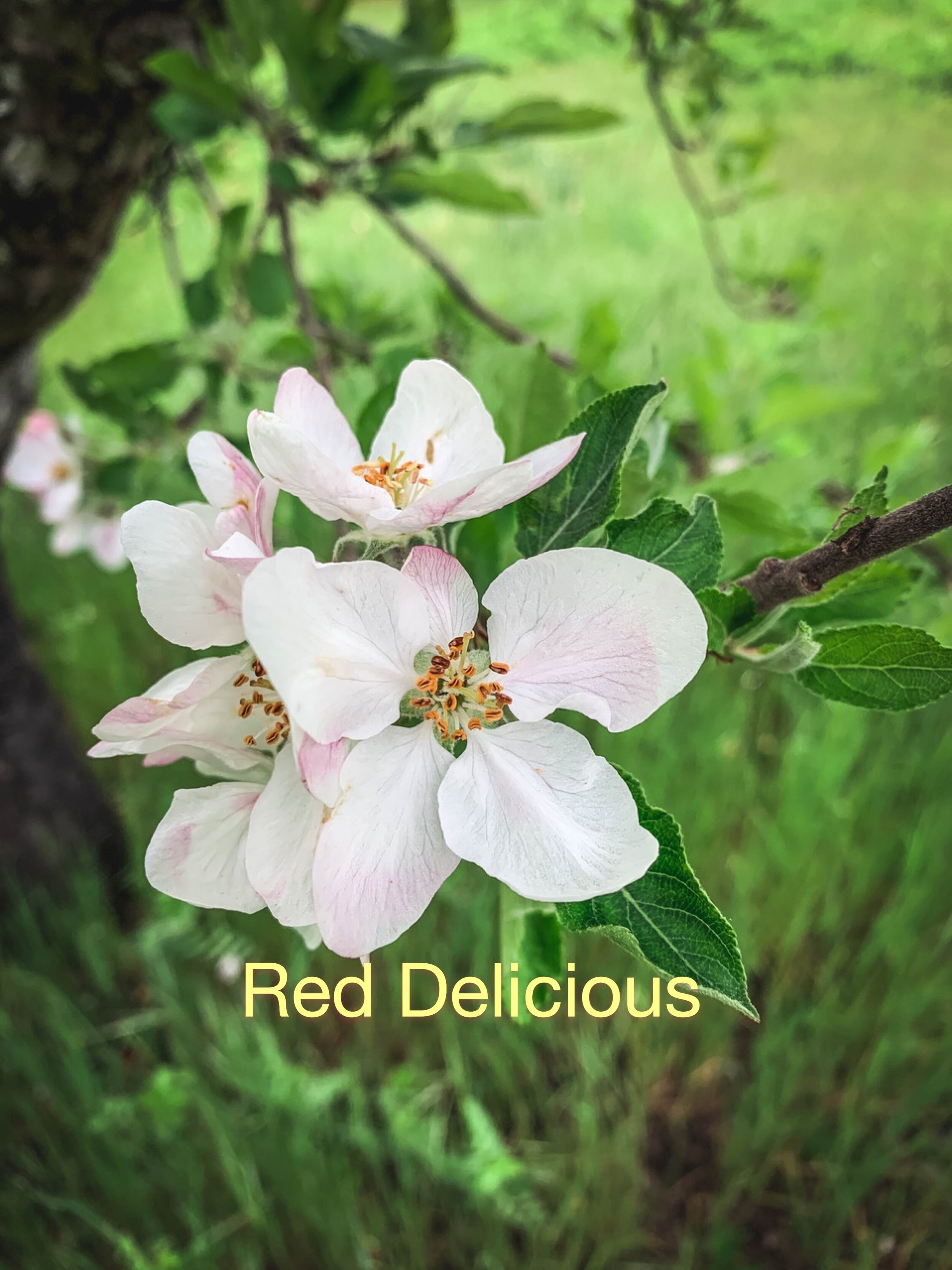 red delicious L PG.JPG