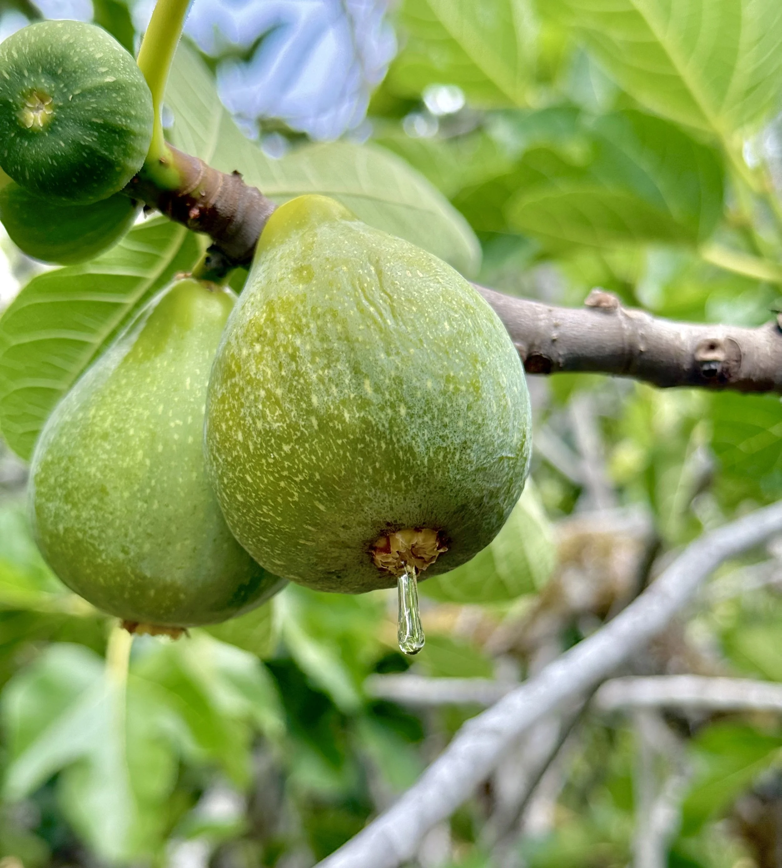 barndiva-farm-fig-jil-hales-photography.jpg