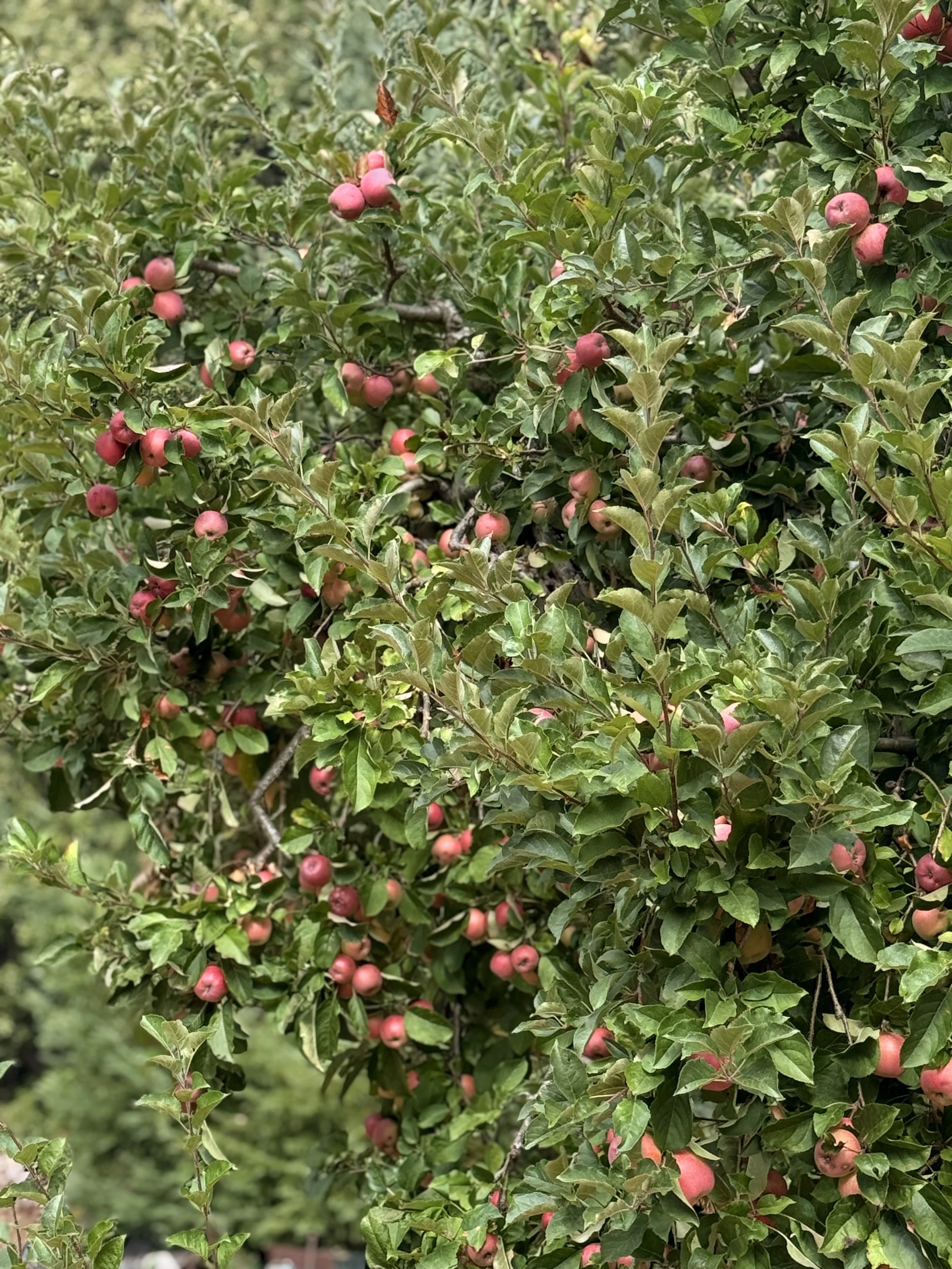 red delicious greenwood rodge old apple orchard.jpeg