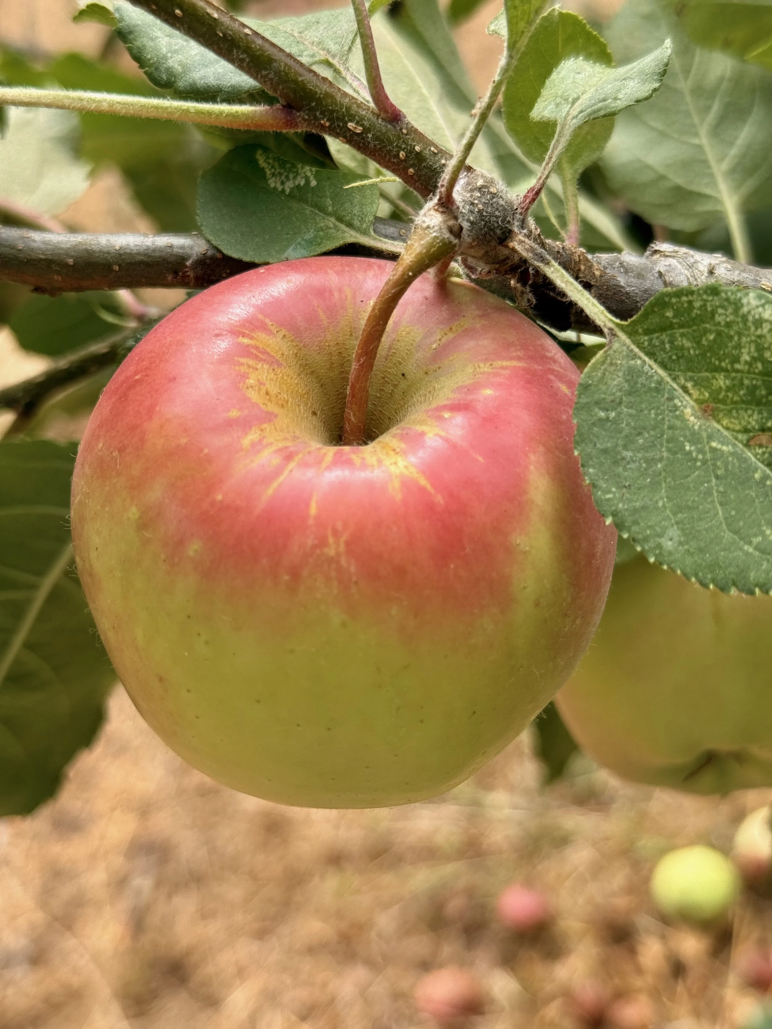heritage red gold apple barndiva farm.jpeg