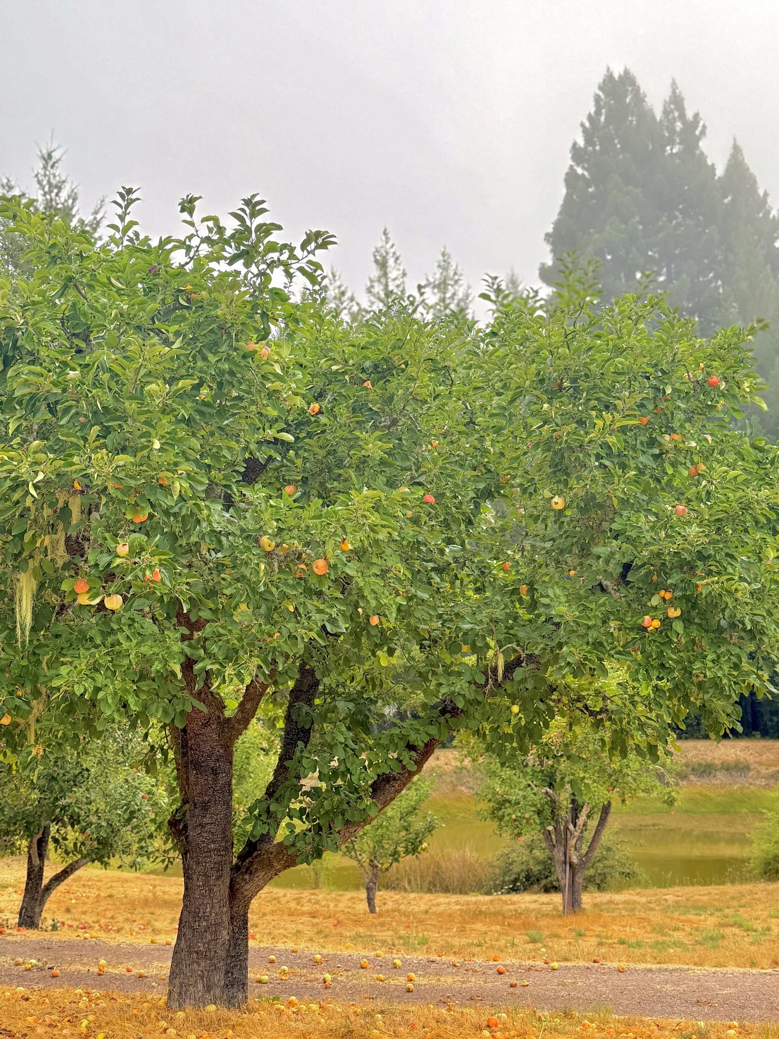 pear tree anderson valley .jpeg